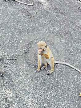A Monkey - Sri Lankan Style