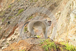 Monkey standing on top of crater on Kelimutu photo