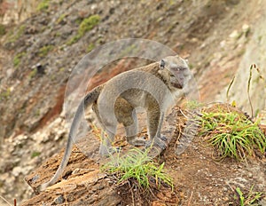 Monkey standing on top of crater on Kelimutu photo