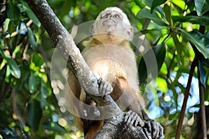 Monkey stare