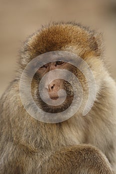 A Monkey staring