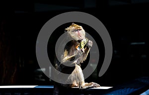 A monkey steals food from tourists