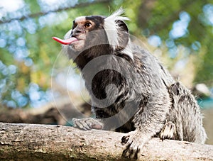 Monkey with sticking out tongue
