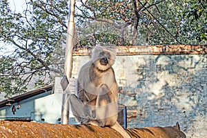 Monkey on the street of Rishikesh