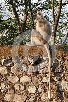 Monkey on the street of Rishikesh