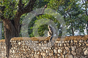 Monkey on the street of Rishikesh