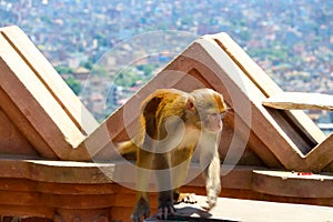 The monkey in Swayambhunath