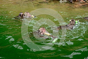 Monkey is swimmimg and eating food.