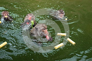 Monkey is swimmimg in reservior.