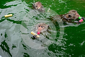 Monkey is swimmimg from tourist in the reservior.