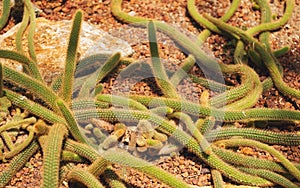Monkey tail cactus or Cleistocactus winteri in botanic garden