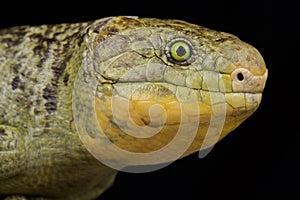 Monkey-tailed skink Corucia zebrata zebrata photo