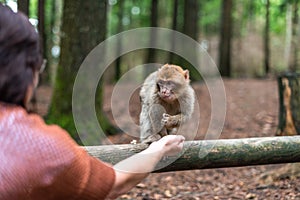 Monos comida hombre mano una mujer alimentación monos Bosque alemania 