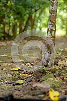 Monkey in the Taman Wisata Alam Pangandaran in Java, Indonesia photo