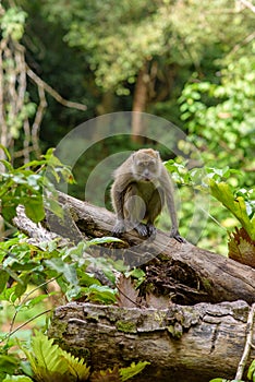 Monkey in the Taman Wisata Alam Pangandaran in Java, Indonesia photo