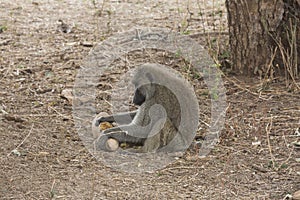 Monkey at Tarangire National Park., Tanzania
