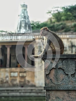 Monkey in the Temple