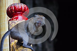 Monkey in Temple of Batu Caves Malaysia