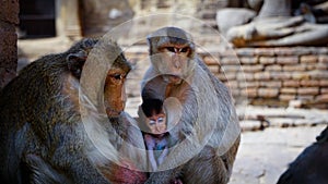 Monkey temple lopburi thailand