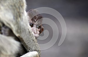 Monos tailandia 