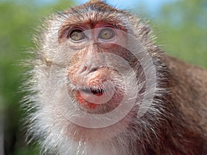 Monkey in thailand