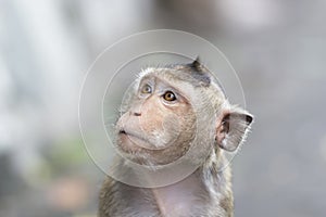 A monkey in Thailand