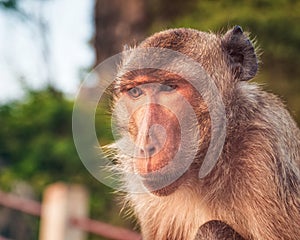 Monkey, Thailand