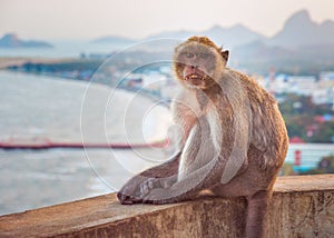 Monkey, Thailand