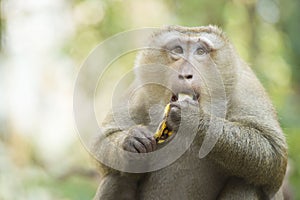 A monkey in Thailand eating a banana