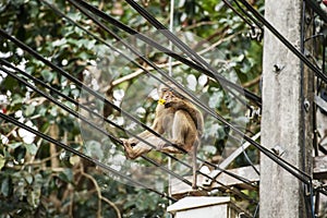 A Monkey In Thailand Eating While Sitting Up On Power Lines