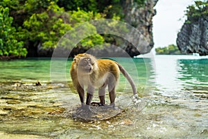 Monkey in Thailand. Phi Phi region