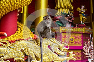 Monkey in Thailand - temple view