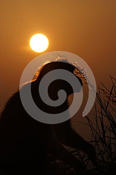 Monkey Thinkin his Life Looking on sunset