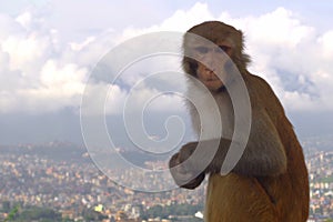 Monkey at the top