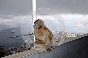 Monkey on the top of the rock of Gibraltar