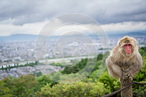 Monkey on top of trunk in Arashiyama mountain, kyoto