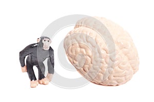 Monkey Toy Animal with Human Brain Anatomical Model