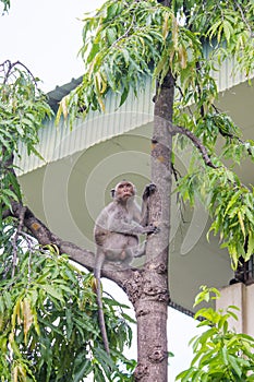 Monkey on tree