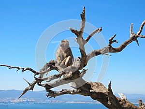 Monkey at the tree