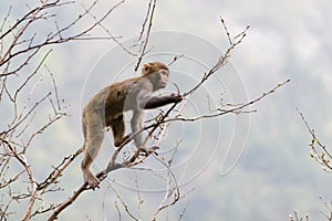 Monkey on tree