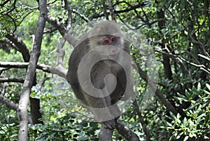 Monkey in a tree in Anhui, China