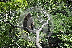 Monkey in a tree in Anhui, China