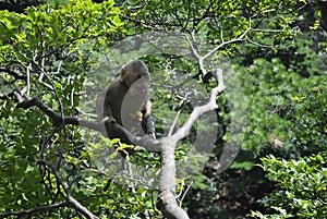 Monkey in a tree in Anhui, China