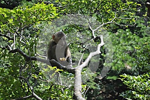 Monkey in a tree in Anhui, China