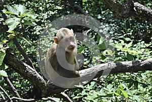 Monkey in a tree in Anhui, China