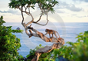 Monkey on the tree. Animals in the wild. Landscape during sunset. Kelingking beach, Nusa Penida, Bali, Indonesia.