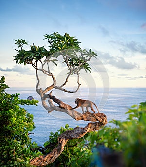 Monkey on the tree. Animals in the wild. Landscape during sunset. Kelingking beach, Nusa Penida, Bali, Indonesia. photo