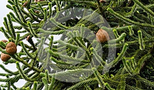 Monkey tree, Araucaria araucana.