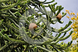 Monkey tree, Araucaria araucana.