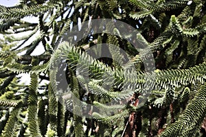 Monkey tree, Araucaria araucana